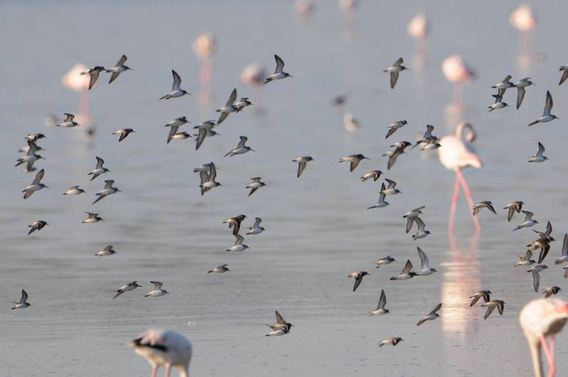 Waterbirds at the Al Wathba wetlands in Abu Dhabi. Courtesy Environment Agency - Abu Dhabi 