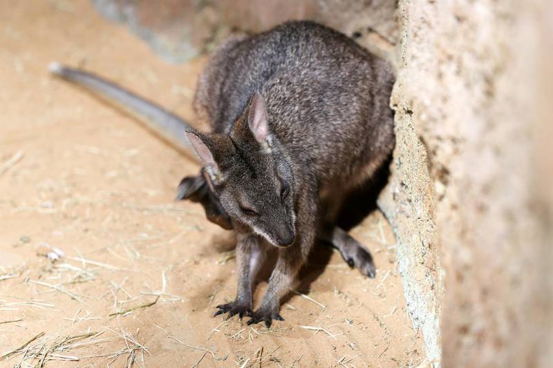 Dubai, United Arab Emirates - July 03, 2019: Wallaby. The Walkabout. The Green Planet for Weekender. Wednesday the 3rd of July 2019. City Walk, Dubai. Chris Whiteoak / The National
