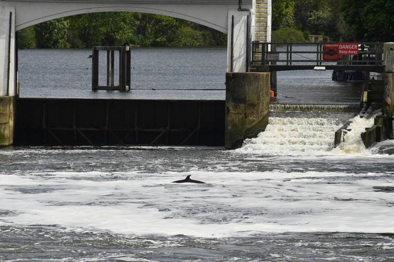 The  whale swims by Teddington Lock. AFP