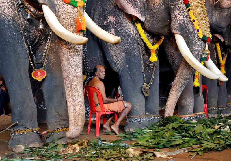A mahout sits between elephants participating in Onam festivities, on the outskirts of Kochi. AP