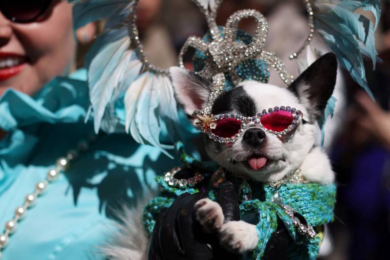 A dog in a costume is seen during the annual Easter Parade and Bonnet Festival. Reuters