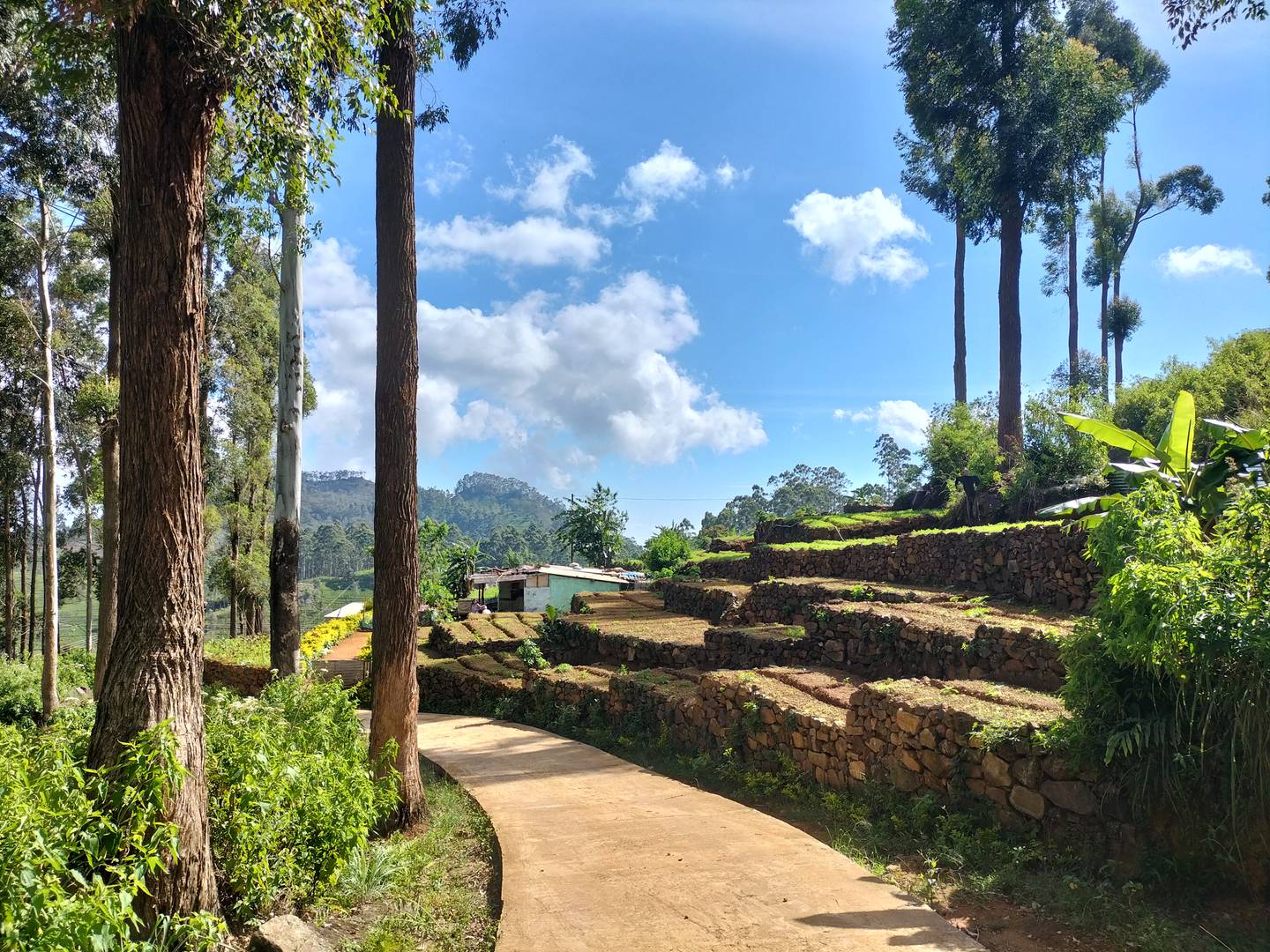 The Pekoe Trail, Sri Lanka's new long-distance walking trail, winds through the central highlands. Photo: Miguel Cunat