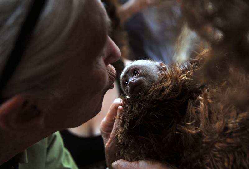British primatologist Jane Goodall with a baby Cariblanco monkey during her visit to a primate rescue centre in Chile in 2013. AFP