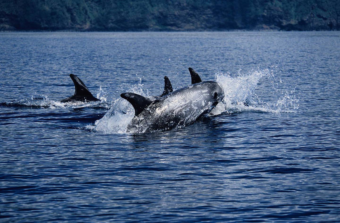 risso's dolphin,grampus griseus, porpoising, azores, portugal. Getty Images