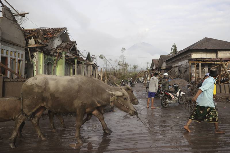 A man takes his buffaloes to a safer area. AP