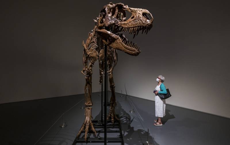 A potential bidder looks at the Gorgosaurus on display at Sotheby's auction house. EPA