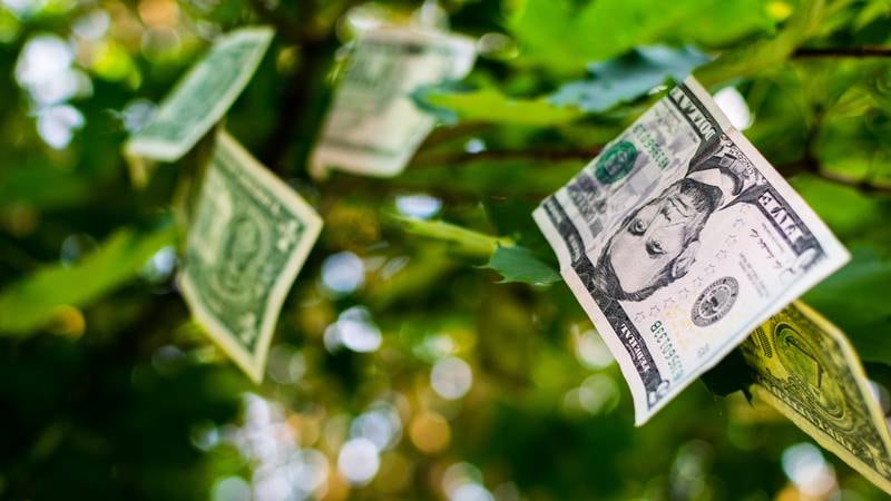 An image that illustrates this article How to make money grow on trees – 'Pocketful of Dirhams'