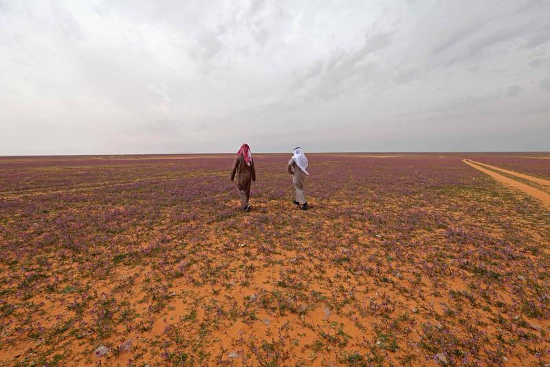 Desert covered with purple flowers near the Saudi Arabian town of Rafha, close to the border with Iraq. All photo by AFP

