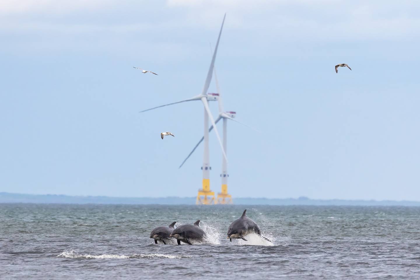 Aberdeen is seeking to swap its oil crown for one of renewables as it seeks to become Europe’s champion of green technology. Photo: Ian Hastie via AREG 