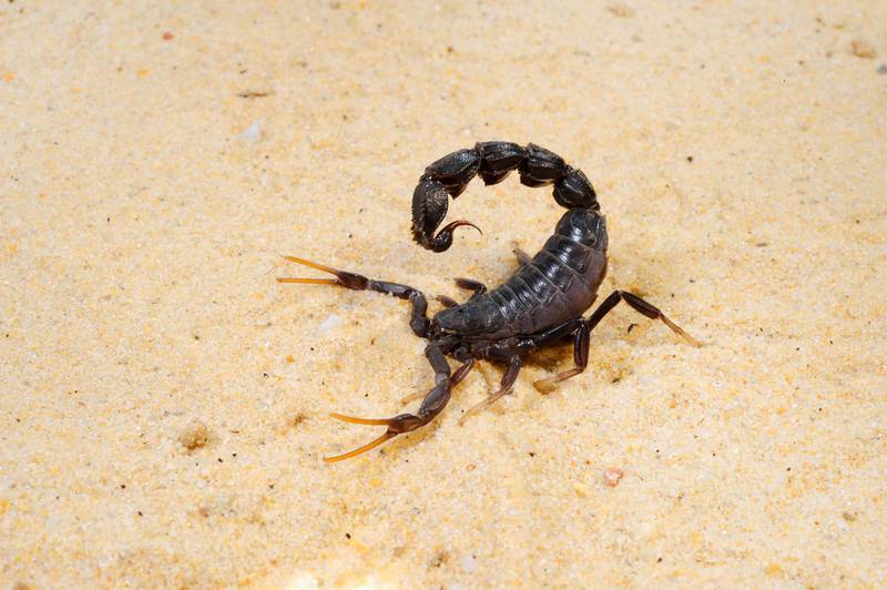 FJ4YP9 Fattail scorpion, fat-tailed scorpion, Black fat?tailed scorpion (Androctonus bicolor), in defence posture on the ground