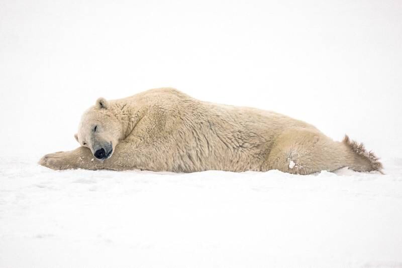 A polar bear rests after sparring with another bear near the Hudson Bay community of Churchill, in Manitoba, Canada on November 20, 2021. By Carlos Osorio, Pulitzer Prize finalist for Feature Photography. Reuters