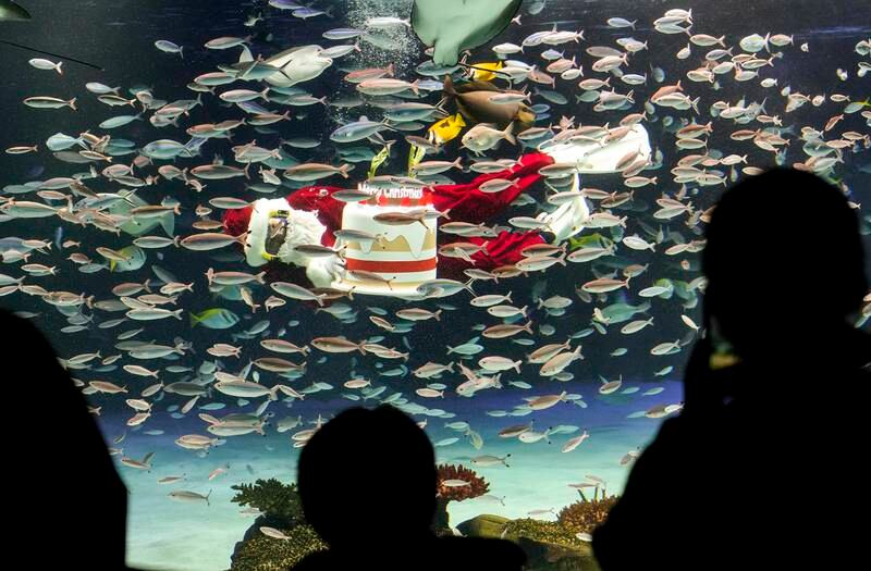 Visitors watch a diver in a Santa Claus costume feeding fish with a mock Christmas cake at the Sunshine Aquarium, in Tokyo. EPA
