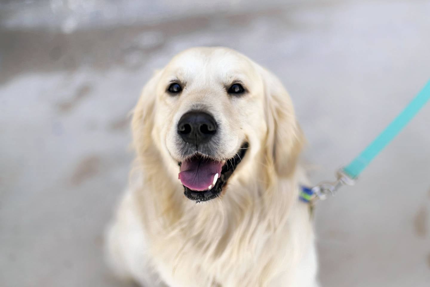 ABU DHABI, UNITED ARAB EMIRATES - JUNE 1 2019.Harvey the Golden Retriever, is currently being trained by Reading Dogs Abu Dhabi.Reading Dogs. In order to qualify as a Reading Dog, each dog has to go through a rigorous assessment programme overseen by our dog trainer Denise Vertigen.  All Reading Dogs have also been given a clean bill of health by their local vet.(Photo by Reem Mohammed/The National)Reporter: Section: NA
