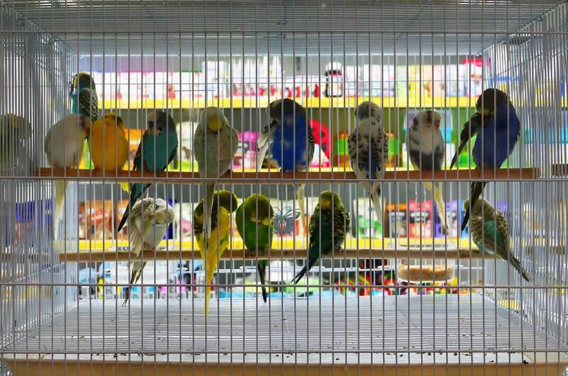 Birds at the Pets Fair shop at the Souk Al Marfa.