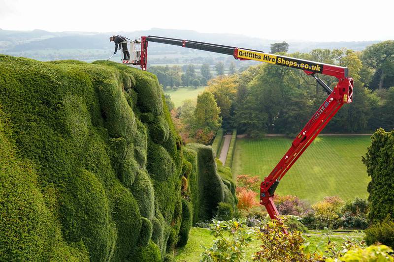 National Trust gardeners set to work trimming the 14-metre high yew hedge at Powis Castle near Welshpool on Wednesday. The famous 'tumps' are more than 300 years old and it takes one gardener 10 weeks each autumn to clip them, maintaining their unusual shape. PA