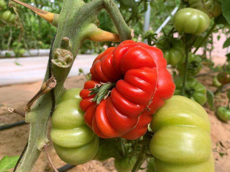 Heirloom tomatoes are more disease-resistant than hybrids, and Kinane says they taste better too. Courtesy Greenheart Organic Farms