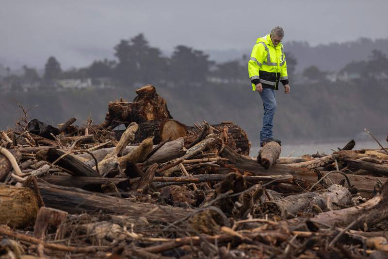 Trees that were swept into the ocean by recent storms have washed ashore on the beach in Capitola. AFP