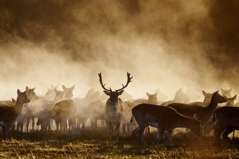 Deer in early morning mist in Jutland, Denmark. Reuters
