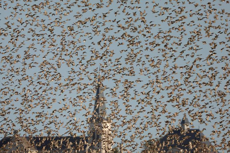 A flock of starlings fills the sky in the village of Val-de-Vesle near Reims, France. Reuters