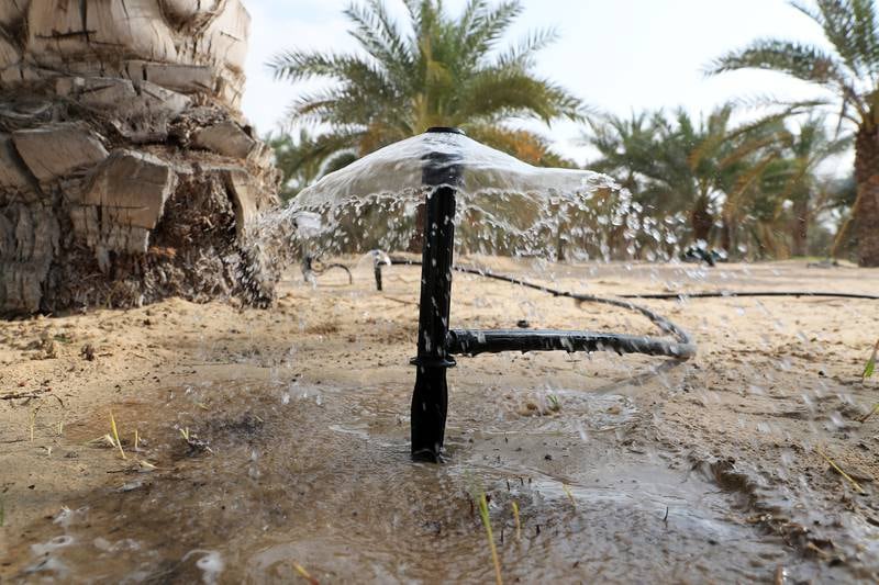 Studies tracing the flow of sap in date palm trees in the UAE have shown that farmers are using nearly three times more water than is needed. 