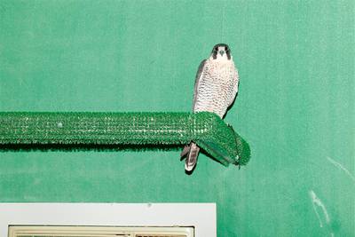 'Raptor II' (2016), a photograph of a falcon at Abu Dhabi's Falcon Hospital, taken by Dubai artist Raja'a Khalid at the start of a research project on falcons. Courtesy Raja'a Khalid