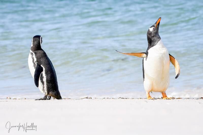 'Talk to the fin!'. Taken in Falkland Islands. Jennifer Hadley / Comedy Wildlife 2022