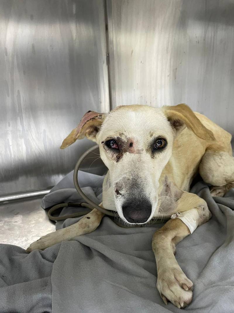 Grace was found with several wounds after being shot with an air gun.