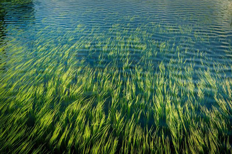Beautiful aquatic plants in clear water pond. Getty Images