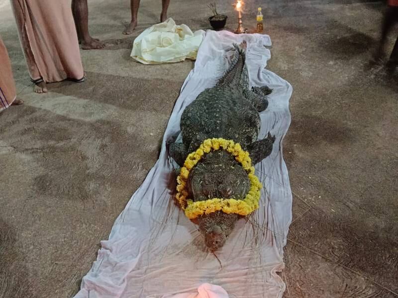 Babiya the crocodile died on Sunday after spending 80 years at the Sri Ananthapura Lake Temple in India's Kerala state. Photo: Ramachandra Bhat