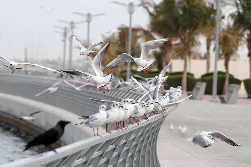 Seagulls fly on a cloudy day in Ajman