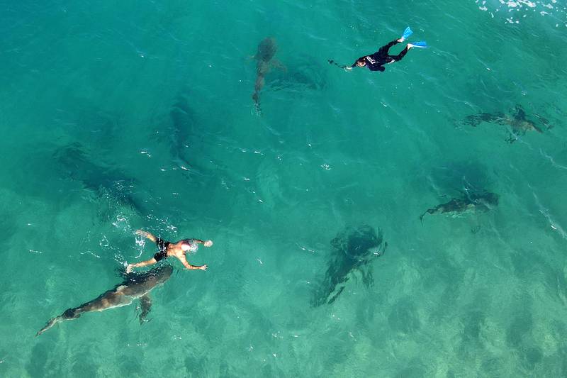 As with many sharks, sandbar sharks undergo seasonal migrations. AFP