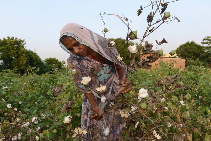 Indian farmer Kamlaben shows her damaged cotton crop, affected by mealybugs and inadequate rain, in Badarkha village of Dholka Taluka, some 30 kms from Ahmedabad on October 5, 2015.  The cotton crop in the region of Dholka Taluka of Ahmedabad district has been badly affected and farmers put the yield at only 50%.  AFP PHOTO / Sam PANTHAKY / AFP PHOTO / SAM PANTHAKY