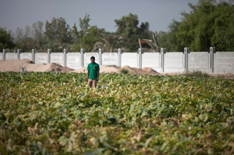 SHAHAMA, UNITED ARAB EMIRATES, Oct. 16, 2014:  
Zucchini  are amongst other organically grown produce at the Excalibur Farm in Shahama, as seen on Thursday, Oct. 16, 2014. October 16, 2014, is the World Food Day.
(Silvia Razgova / The National)

// Usage: Oct. 16. 2014
// Section: NA
// Reporter:  Amna Shahid

