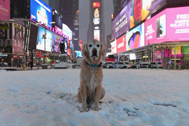 A dog sits in Times Square during a winter storm in New York City.  AFP