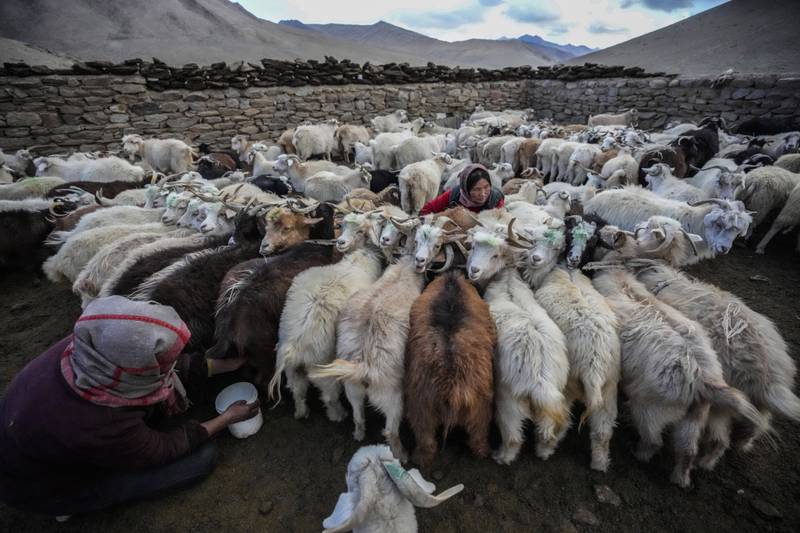 Nomadic women milk goats that produce cashmere in the remote Kharnak village in Ladakh, an inhospitable yet pristine landscape of high mountain passes and vast river valleys in India. AP