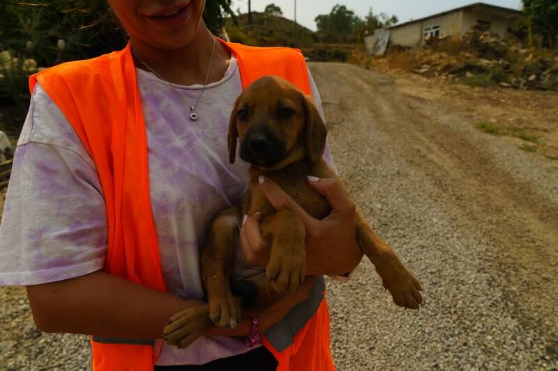 Paw Guard with a rescued dog in Beydigin, Antalya.