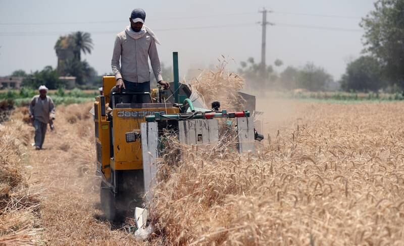 Egypt, the largest importer of wheat in the world, has been forced by the war in Ukraine to rethink its strategy and says it will now rely more on local production of the cereal as a way to reduce its reliance on international purchases in the coming years. 