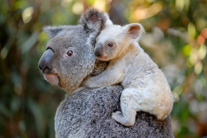This undated handout from the Australia Zoo received on August 22, 2017 shows a white koala joey on her mother Tia at the Australia Zoo on Queensland's Sunshine Coast.The female joey's extremely pale colouration is caused by a recessive gene and thought to be inherited from her mother Tia who has had other pale coloured joeys in the past.  The joey is yet to be named with Tourism Australia set to encourage naming suggestions. / AFP PHOTO / AUSTRALIA ZOO / Handout / RESTRICTED TO EDITORIAL USE - MANDATORY CREDIT "AFP PHOTO / AUSTRALIA ZOO" - NO MARKETING NO ADVERTISING CAMPAIGNS - DISTRIBUTED AS A SERVICE TO CLIENTS - NO ARCHIVE
