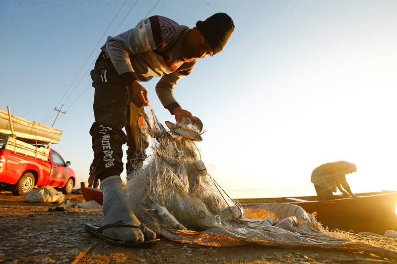 A fisherman removes fish from nets on the shore of the Najaf Sea. The body of water is 40km long and 19km wide. Reuters