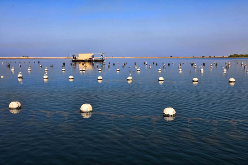 Bunches of oysters in nets are suspended in the sea to grow pearls at Al Suwaidi Pearl Farm in Ras Al Khaimah. Courtesy Ministry of Climate Change and Environment