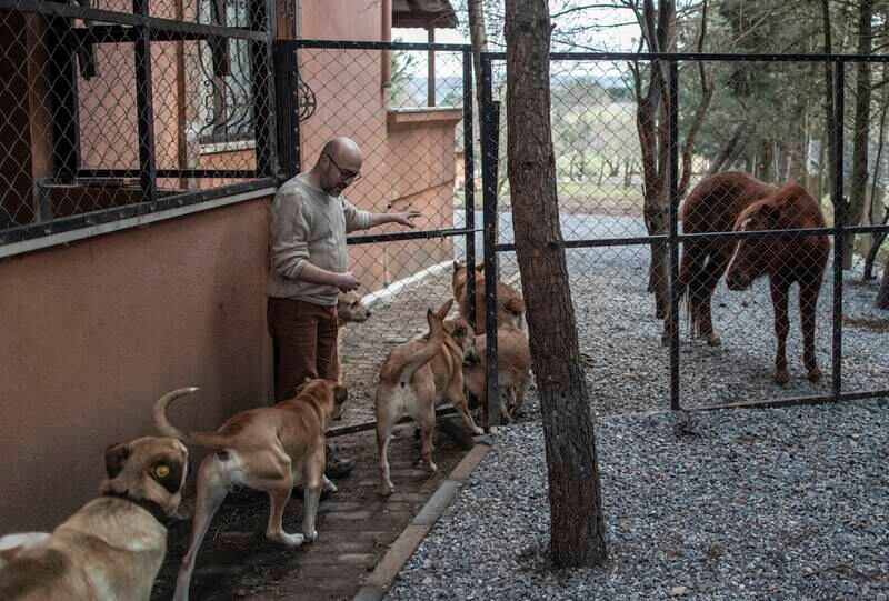 Mr Akkok took in only dogs initially, but then the number of animals he helped began to increase steadily. EPA 