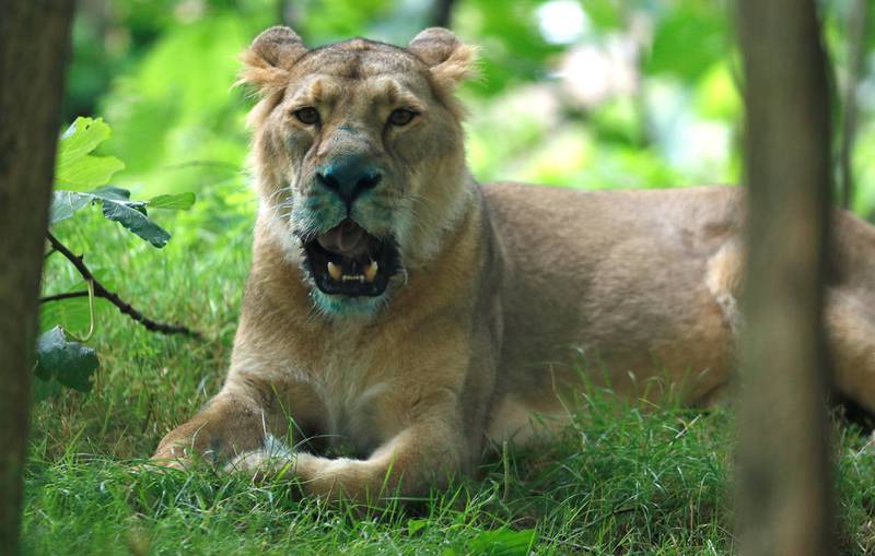 An Asiatic lioness similar to the one blamed for a 15-year-old boy's death in Gujarat state, India. Reuters