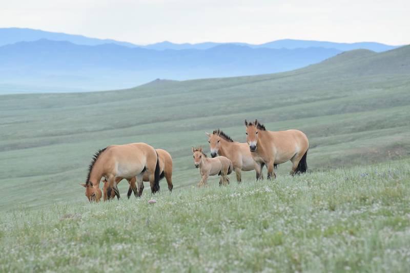 Przewalski’s horse harem in mountain steppe of Hustai National Park, Mongolia with just born foal.