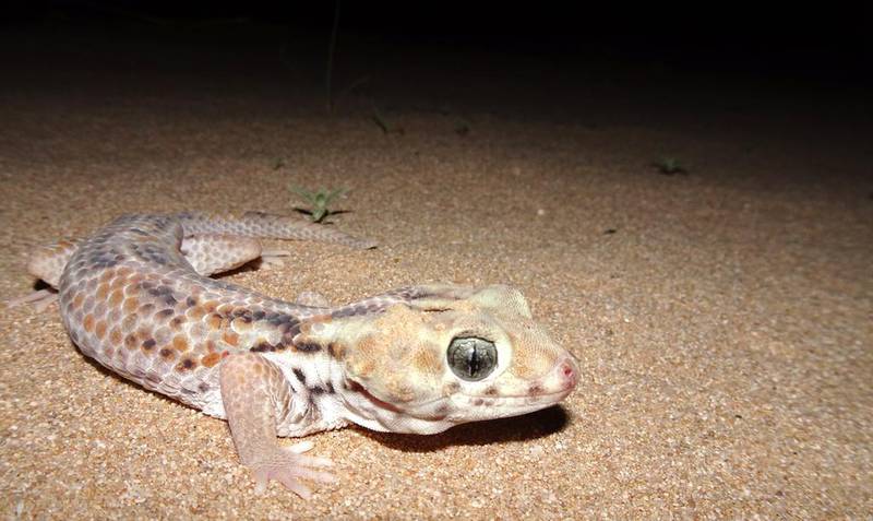 Wonder geckos are active at night and live in areas that are ideal for developments. Hundreds have been carefully removed from desert areas of Sharjah to make way for Etihad Rail. Pritpal Soorae / Environment Agency Abu Dhabi