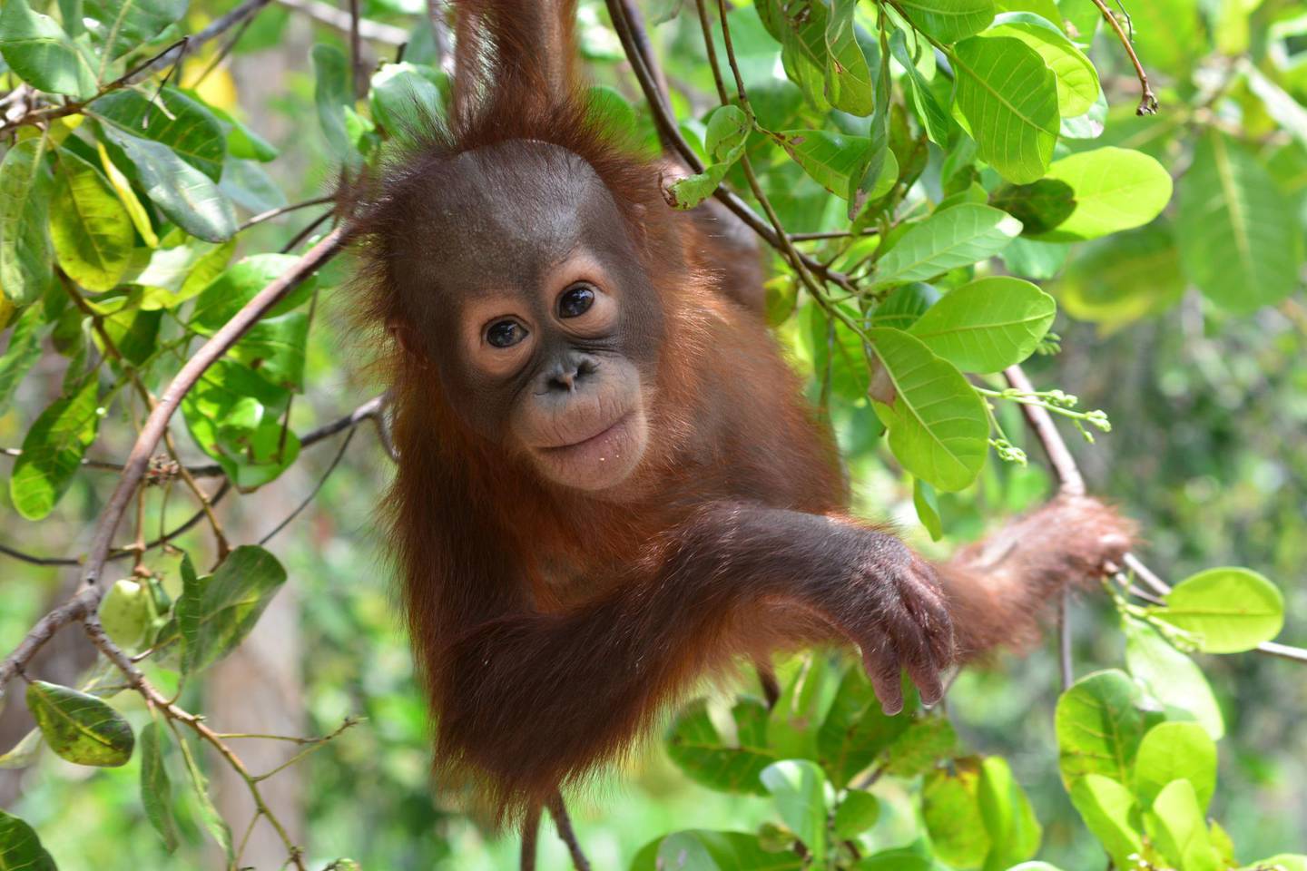 An orangutan in Indonesian Borneo. Lamandau Wildlife Reserve