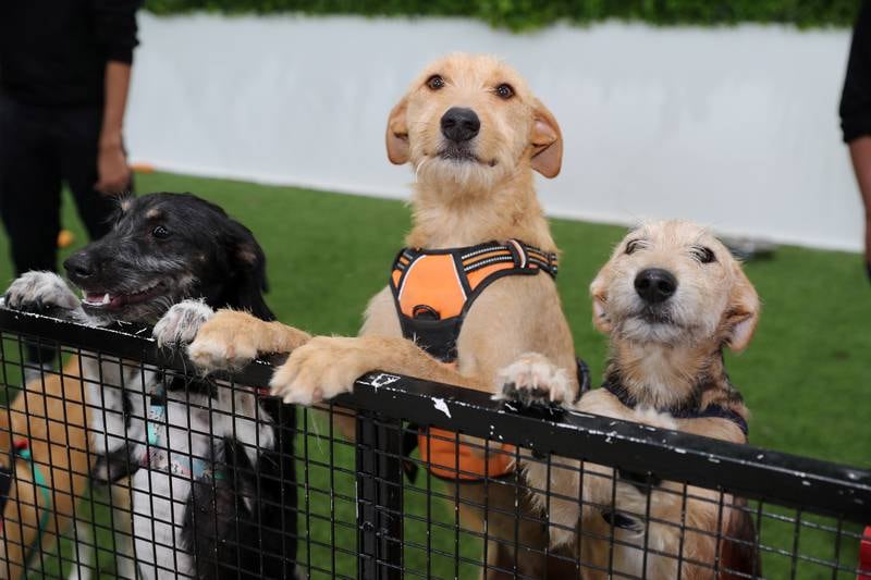 Dogs up for adoption during The Pet Shop adoption day held at the Pet Shop at DIP in Dubai. Pawan Singh / The National