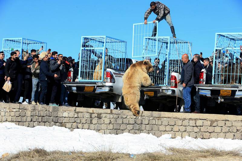 A bear leaves its cage as Kurdish animal rights activists release it into the wild in Dohuk, Iraq. Reuters