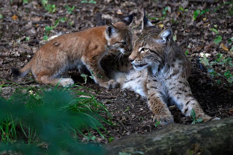  A three-month-old lynx is seen with its mother at Sainte-Croix animal park in Rhodes, north-eastern France. AFP