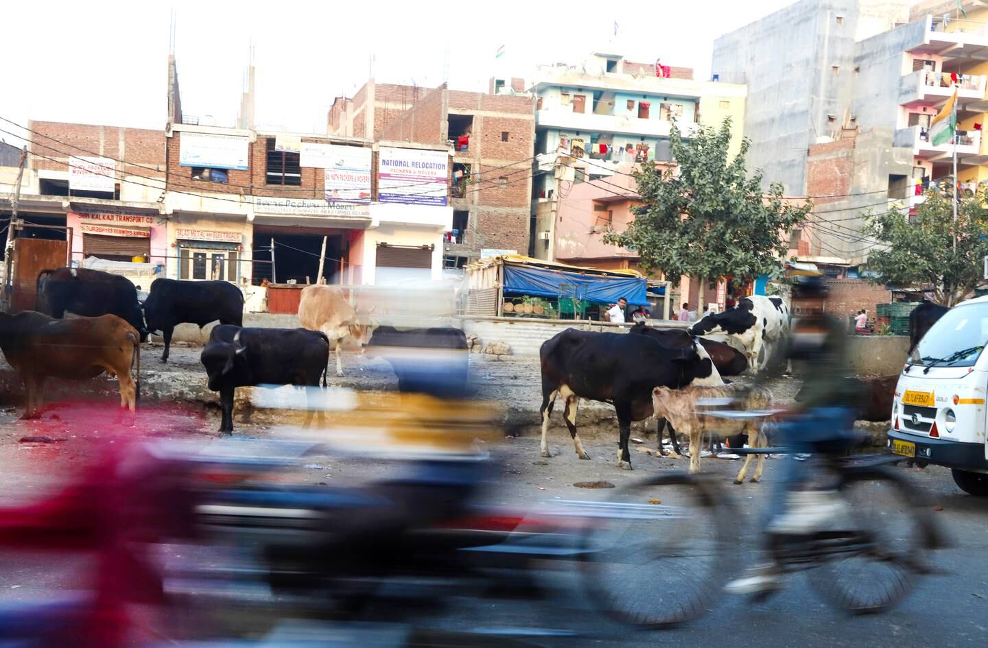 Cows stands along a road on Feb 25, 2022 in Noida, Uttar Pradesh, IndiaWith stray cattle emerging as a major poll issue in Uttar Pradesh, Prime Minister Narendra Modi recently said a new policy will be introduced to tackle it after election results, adding that income can be made from the dung of animals. Vijay Pandey for The National
