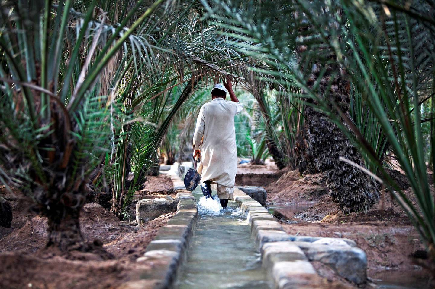 Al Ain, April 18, 2011 - Gatekeeper Imam Bakhsh walks toward another gate where he will move rocks and cloth to allow water to irrigate another date palm section in Hill Oasis in Al Ain, April 18, 2011. (Jeff Topping/The National) 